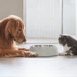 Nourrir votre chiot et votre chaton : conseils nutritionnels essentiels nourriture pour animaux