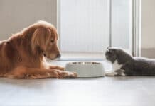 Nourrir votre chiot et votre chaton : conseils nutritionnels essentiels nourriture pour animaux